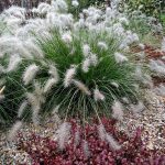 Pennisetum alopecuroides 'Hameln' Pennisetum alopecuroides “Hameln”