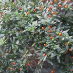 Solanum pseudocapsicum Solanum pseudocapsicum
