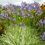 Agapanthus campanulatus 'Silver Moon' Agapanthus campanulatus 'Silver Moon'
