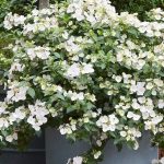 Hydrangea "Runaway Bride" (sin."Snow White") Hydrangea "Runaway Bride" (sin."Snow White")