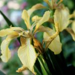 Iris foetidissima 'Citrina' Iris foetidissima 'Citrina'