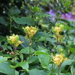 Tricyrtis latifolia Tricyrtis latifolia