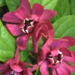 Calycanthus 'Aphrodite' (Sinocalycanthus chinensis) Calycanthus “Hartlage Wine” (Sinocalycanthus chinensis)