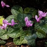 Cyclamen europaeum Cyclamen europaeum
