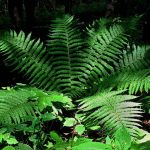 Dryopteris filix-mas Dryopteris filix-mas
