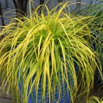 Carex oshimensis 'Everillo' (sin. "Evercolor") Carex oshimensis 'Everillo' (sin. "Evercolor")