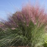 Muhlenbergia capillaris 'Purple Butterfly' Muhlenbergia capillaris "Purple Butterfly"