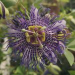 Passiflora 'Fata Confetto' Passiflora "Fata Confetto"