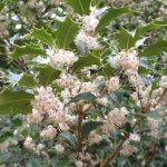 Osmanthus heterophyllus "Gulftide" Osmanthus heterophyllus "Gulftide"