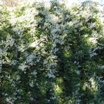 Fallopia baldschuanica (sin. Polygonum baldschuanicum) Fallopia baldschuanica (sin. Polygonum baldschuanicum)