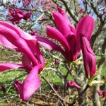 Magnolia x liliflora 'Susan' Magnolia x liliflora 'Susan'