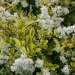 Ligustrum ovalifolium 'Aureum' Ligustrum ovalifolium 'Aureum'