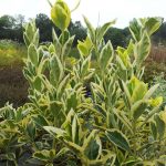 Euonymus japonicus "Bravo" Euonymus japonicus "Bravo"