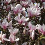 Magnolia × soulangeana Magnolia × soulangeana