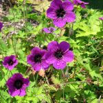 Geranium 'Ann Folkard' Geranium 'Ann Folkard'