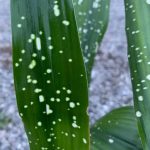 Aspidistra daibuensis 'Totally Dotty' Aspidistra daibuensis 'Totally Dotty'