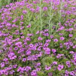 Geranium x psilostemon 'Patricia' Geranium x psilostemon 'Patricia'