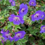 Geranium 'Rozanne' Geranium 'Rozanne'