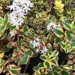 Crassula sarmentosa 'Comet' (sin. 'Variegata') Crassula sarmentosa 'Comet' (sin. 'Variegata')