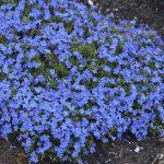 Lithodora diffusa "Grace Ward" Lithodora diffusa "Grace Ward"
