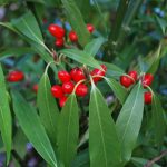 Aucuba japonica 'Salicifolia' Aucuba japonica 'Salicifolia'
