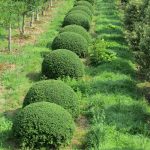Ilex crenata 'Convexa' Ilex crenata "Convexa"