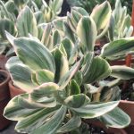 Crassula ovata "Variegata" sin. "Tricolor" (Albero di giada, pianta dei soldi) Crassula ovata "Variegata" sin. "Tricolor" (Albero di giada, pianta dei soldi)