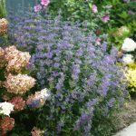 Caryopteris x clandonensis 'Inoveris' sin. 'Grand Bleu' Caryopteris x clandonensis 'Inoveris' sin. 'Grand Bleu'