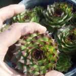 Sempervivum tectorum 'Royanum' Sempervivum tectorum 'Royanum'