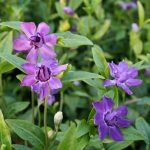 Vinca minor "Multiplex" Vinca minor "Multiplex"