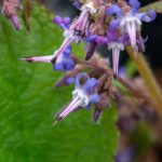 Trachystemon orientalis Trachystemon orientalis