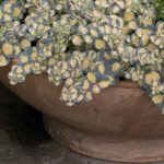 Sedum sieboldii 'Mediovariegatum' Sedum sieboldii 'Mediovariegatum'