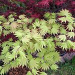 Acer shirasawanum 'Jordan' Acer shirasawanum 'Jordan'