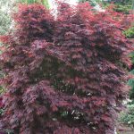 Acer palmatum 'Pixie' Acer palmatum 'Pixie'