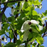 Davidia involucrata "Columnaris" Davidia involucrata "Columnaris"
