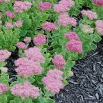 Sedum erythrosticum (Hylotelephium spectabile) Sedum erythrosticum (Hylotelephium spectabile)