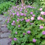 Geranium x cantabrigiense 'Karmina Geranium x cantabrigiense 'Karmina