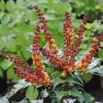 Mahonia "Cabaret" Mahonia "Cabaret"