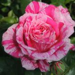 Rosa 'Crazy Fashion' Rosa 'Crazy Fashion'
