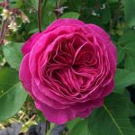 Rosa 'Heidi Klum' Rosa 'Heidi Klum'