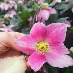 Helleborus x atrorubens 'St. Cecilia' Helleborus x atrorubens 'St. Cecilia'