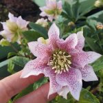 Helleborus 'Double Pink Spotted' Helleborus 'Double Pink Spotted'