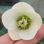 Helleborus orientalis 'Anemone White' Helleborus orientalis 'Anemone White'