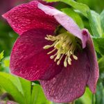 Helleborus orientalis 'Viv Victoria' Helleborus orientalis 'Anemone Red'