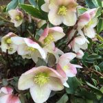Helleborus x ericsmithii 'Anna' Helleborus orientalis 'Anna'