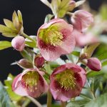 Helleborus 'Dacaya'