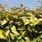 Elaeagnus pungens 'Limelight' Elaeagnus pungens 'Limelight'