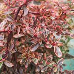 Pyracantha coccinea “Sparkler” Pyracantha coccinea “Sparkler”