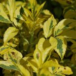Sambucus nigra "Madonna" Sambucus nigra "Madonna"