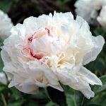 Paeonia lactiflora 'Festiva Maxima' Paeonia lactiflora 'Festiva Maxima'